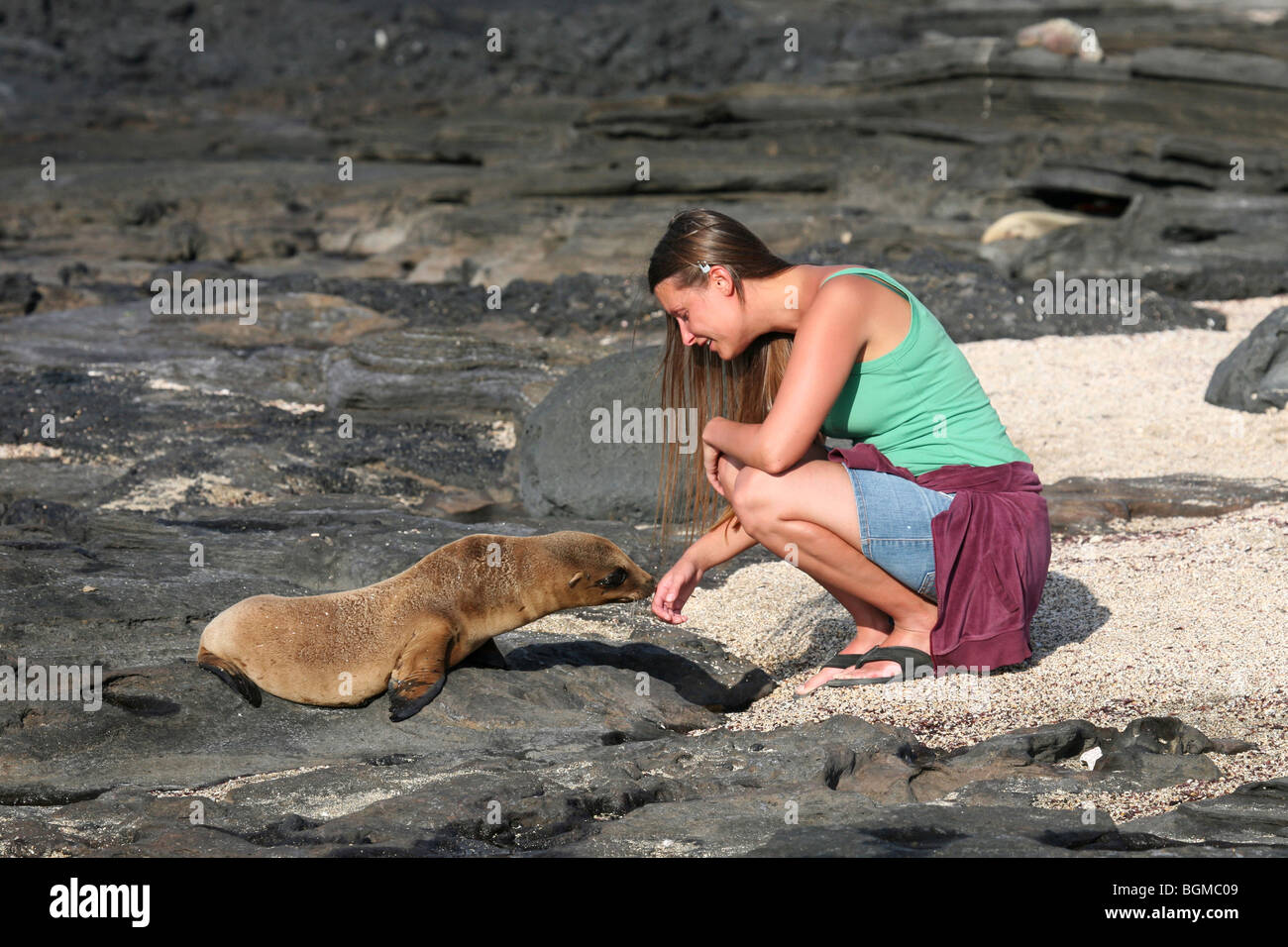 Neugierig Galapagos-Seelöwe / Seelöwe (Zalophus Wollebaeki) schnüffeln auf Tourismus, Puerto Egas Santiago / Insel San Salvador Stockfoto Neugierig Galapagos-Seelöwe / Seelöwe (Zalophus Wollebaeki) schnüffeln auf Tourismus, Puerto Egas Santiago / Insel San Salvador Stockfoto