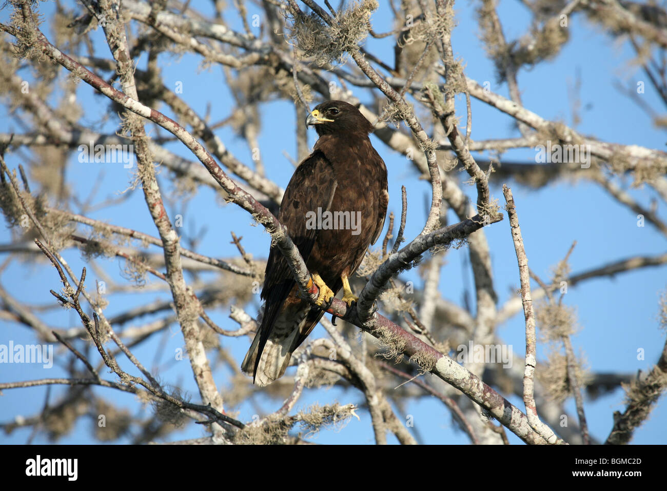 Galapagos-Falke (Buteo Galapagoensis) thront im Baum, Puerto Egas auf Insel Santiago / San Salvador-Insel, Galápagos-Inseln Stockfoto Galapagos-Falke (Buteo Galapagoensis) thront im Baum, Puerto Egas auf Insel Santiago / San Salvador-Insel, Galápagos-Inseln Stockfoto