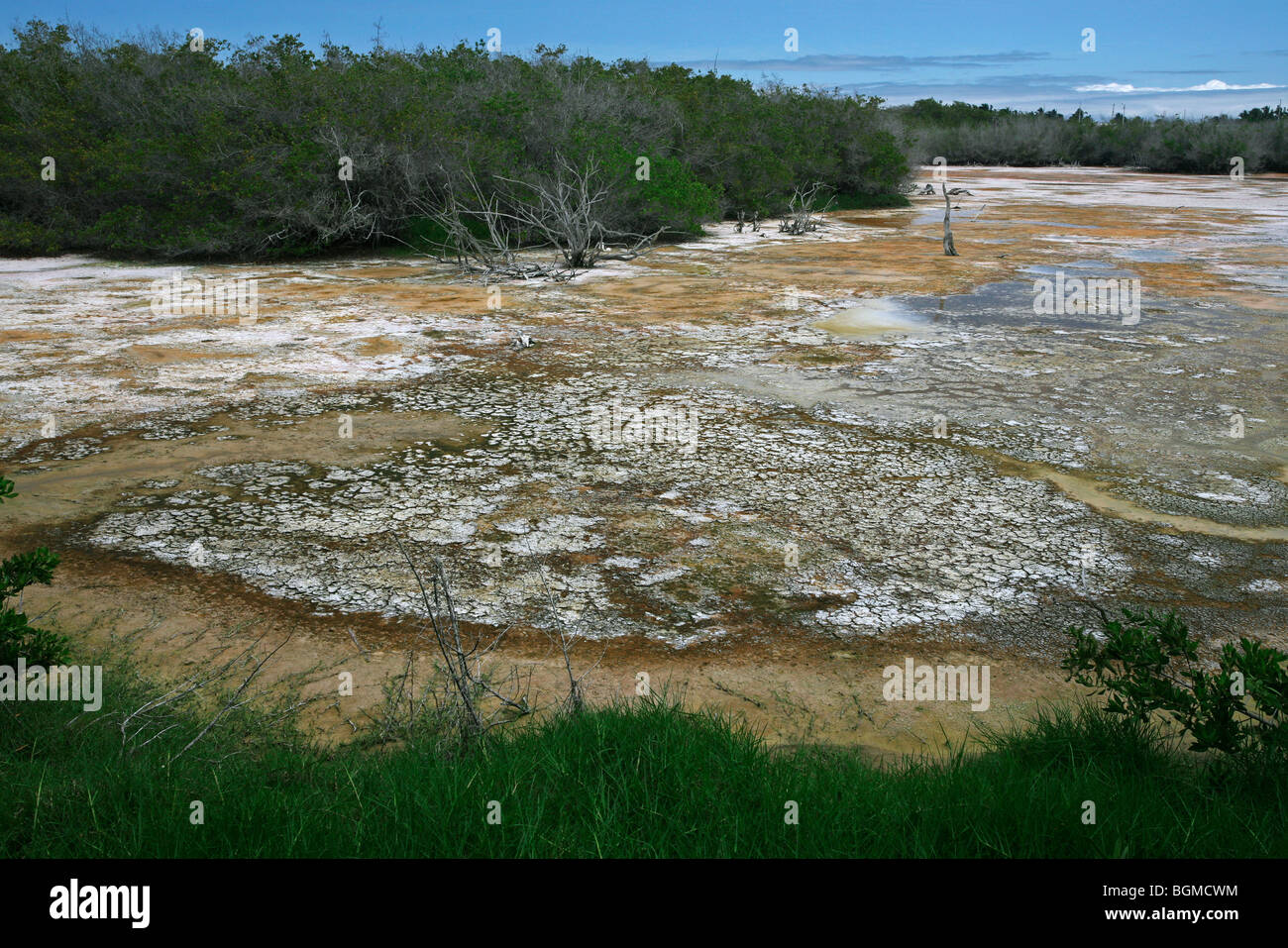 Flachwasser der Binnensee mit hoher Konzentration von Bakterien auf der Insel Isabela, Galápagos-Inseln, Ecuador Stockfoto Flachwasser der Binnensee mit hoher Konzentration von Bakterien auf der Insel Isabela, Galápagos-Inseln, Ecuador Stockfoto