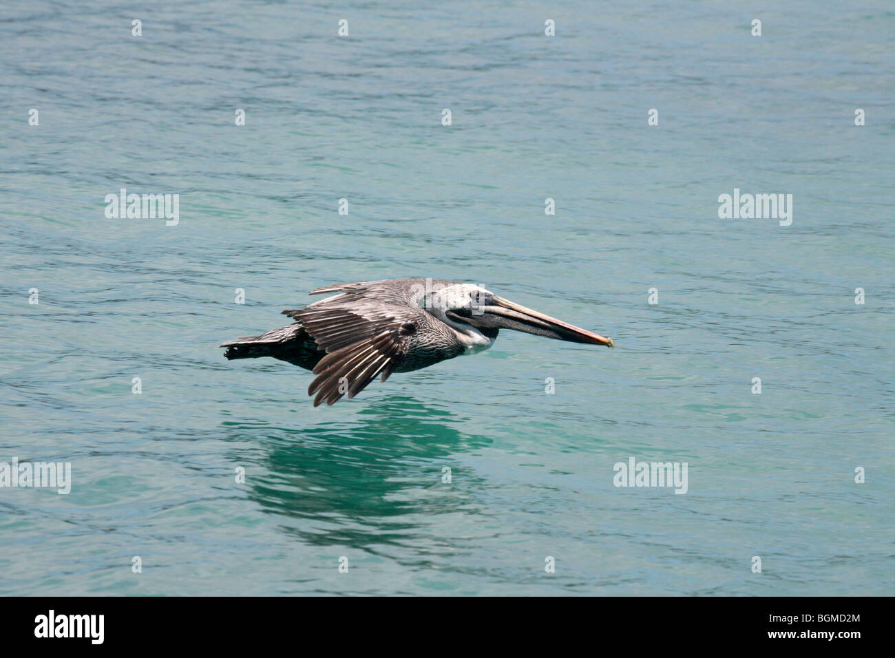 Brauner Pelikan (Pelecanus Occidentalis) fliegen über das Meer, Puerto Ayora auf Santa Cruz Island, Galápagos-Inseln, Ecuador Stockfoto Brauner Pelikan (Pelecanus Occidentalis) fliegen über das Meer, Puerto Ayora auf Santa Cruz Island, Galápagos-Inseln, Ecuador Stockfoto