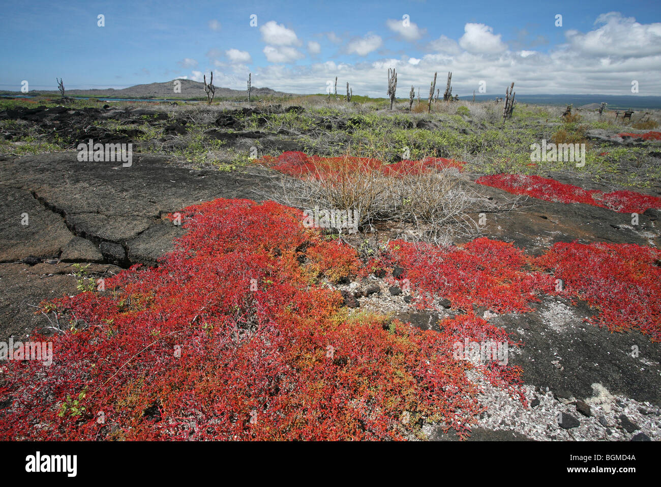 Vegetation auf vulkanischer Lavafeld, Insel Isabela, Galápagos-Inseln, Ecuador, Lateinamerika Stockfoto Vegetation auf vulkanischer Lavafeld, Insel Isabela, Galápagos-Inseln, Ecuador, Lateinamerika Stockfoto