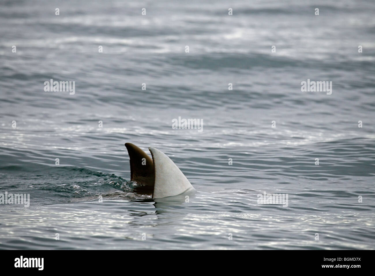 Riesige ozeanische Mantarochen (Manta Birostris / Manta Hamiltoni) auftauchen und zeigen dreieckigen Brustflossen über Wasser Stockfoto Riesige ozeanische Mantarochen (Manta Birostris / Manta Hamiltoni) auftauchen und zeigen dreieckigen Brustflossen über Wasser Stockfoto