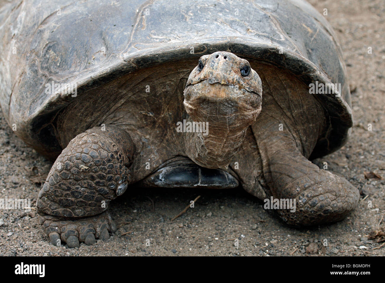 Galapagos-Riesenschildkröte (Geochelone Elephantopus / Chelonoidis Nigra) in der Darwin-Station, Santa Cruz Island, Galapagos Stockfoto Galapagos-Riesenschildkröte (Geochelone Elephantopus / Chelonoidis Nigra) in der Darwin-Station, Santa Cruz Island, Galapagos Stockfoto