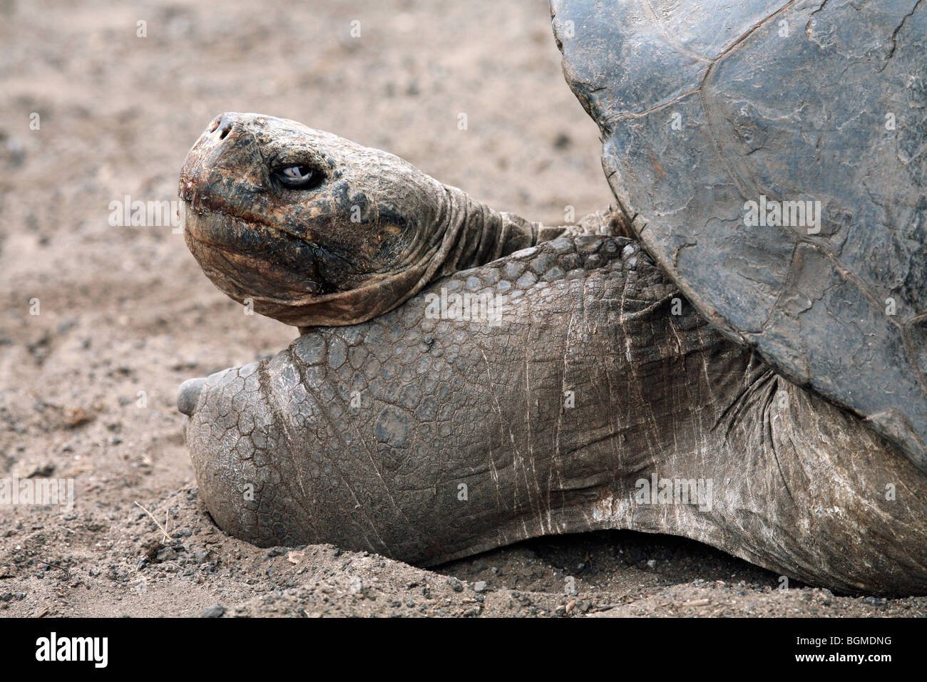 Galapagos-Riesenschildkröte (Geochelone Elephantopus / Chelonoidis Nigra) in der Darwin-Station, Santa Cruz Island, Galapagos Stockfoto Galapagos-Riesenschildkröte (Geochelone Elephantopus / Chelonoidis Nigra) in der Darwin-Station, Santa Cruz Island, Galapagos Stockfoto