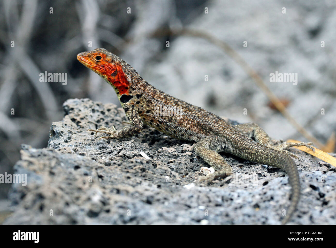 Weibliche Española Lava Eidechse / Hood Lava Eidechse (Tropidurus Delanonis) auf der Insel Isabela, Galápagos-Inseln, Ecuador Stockfoto Weibliche Española Lava Eidechse / Hood Lava Eidechse (Tropidurus Delanonis) auf der Insel Isabela, Galápagos-Inseln, Ecuador Stockfoto