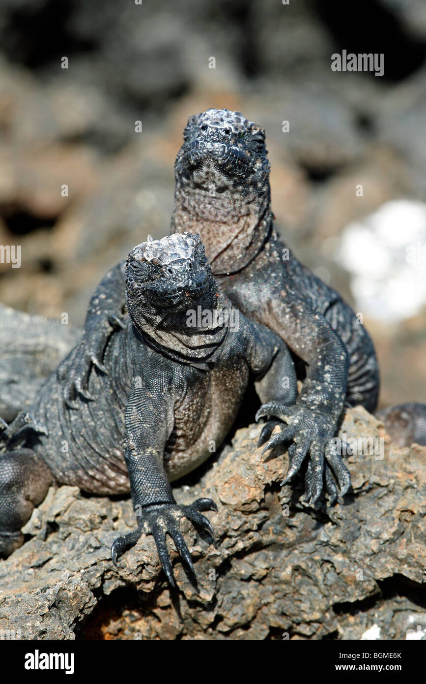 Zwei Marine Leguane (Amblyrhynchus Cristatus) auf Felsen entlang der Küste, Insel Isabela, Galápagos-Inseln, Ecuador, Lateinamerika Stockfoto Zwei Marine Leguane (Amblyrhynchus Cristatus) auf Felsen entlang der Küste, Insel Isabela, Galápagos-Inseln, Ecuador, Lateinamerika Stockfoto