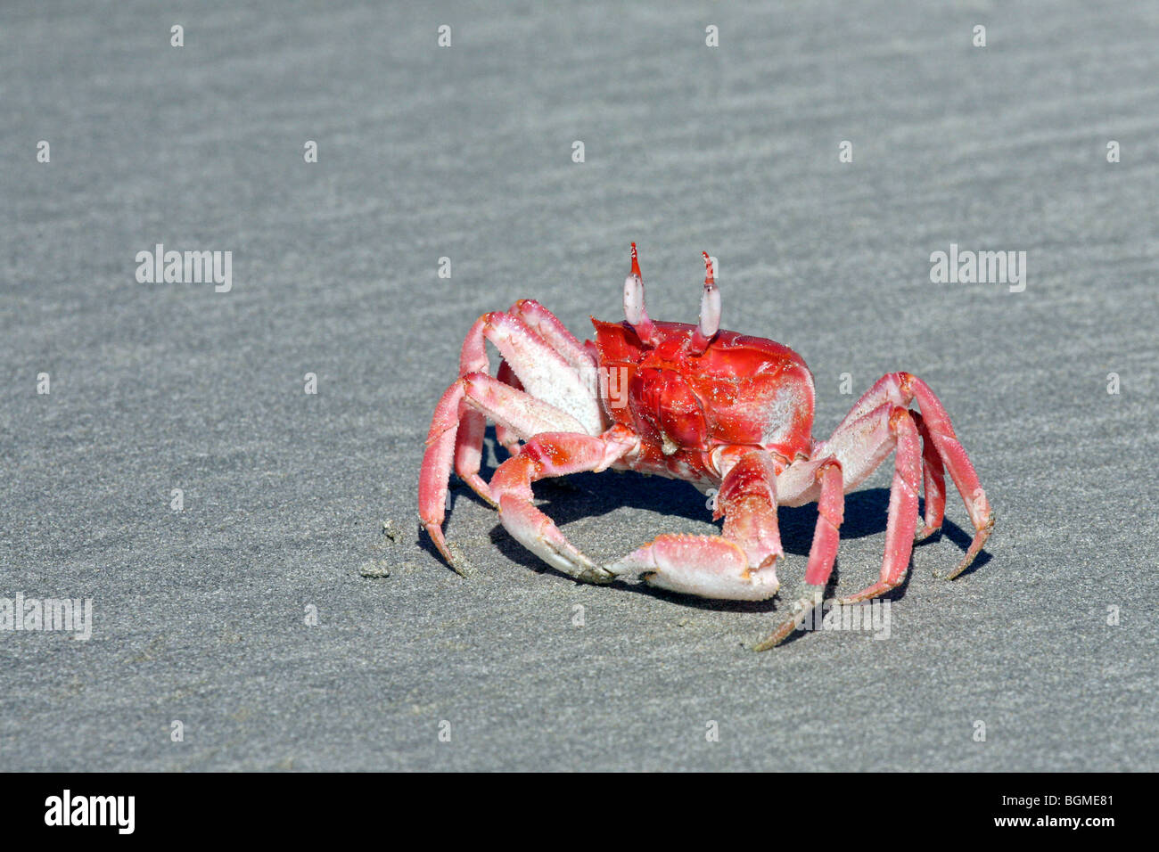 Malte Ghost Krabben / Warenkorb Fahrer Krabbe (Ocypode Gaudichaudii) am Strand von Puerto Villamil auf Isabela Island, Galapagos-Inseln Stockfoto Malte Ghost Krabben / Warenkorb Fahrer Krabbe (Ocypode Gaudichaudii) am Strand von Puerto Villamil auf Isabela Island, Galapagos-Inseln Stockfoto