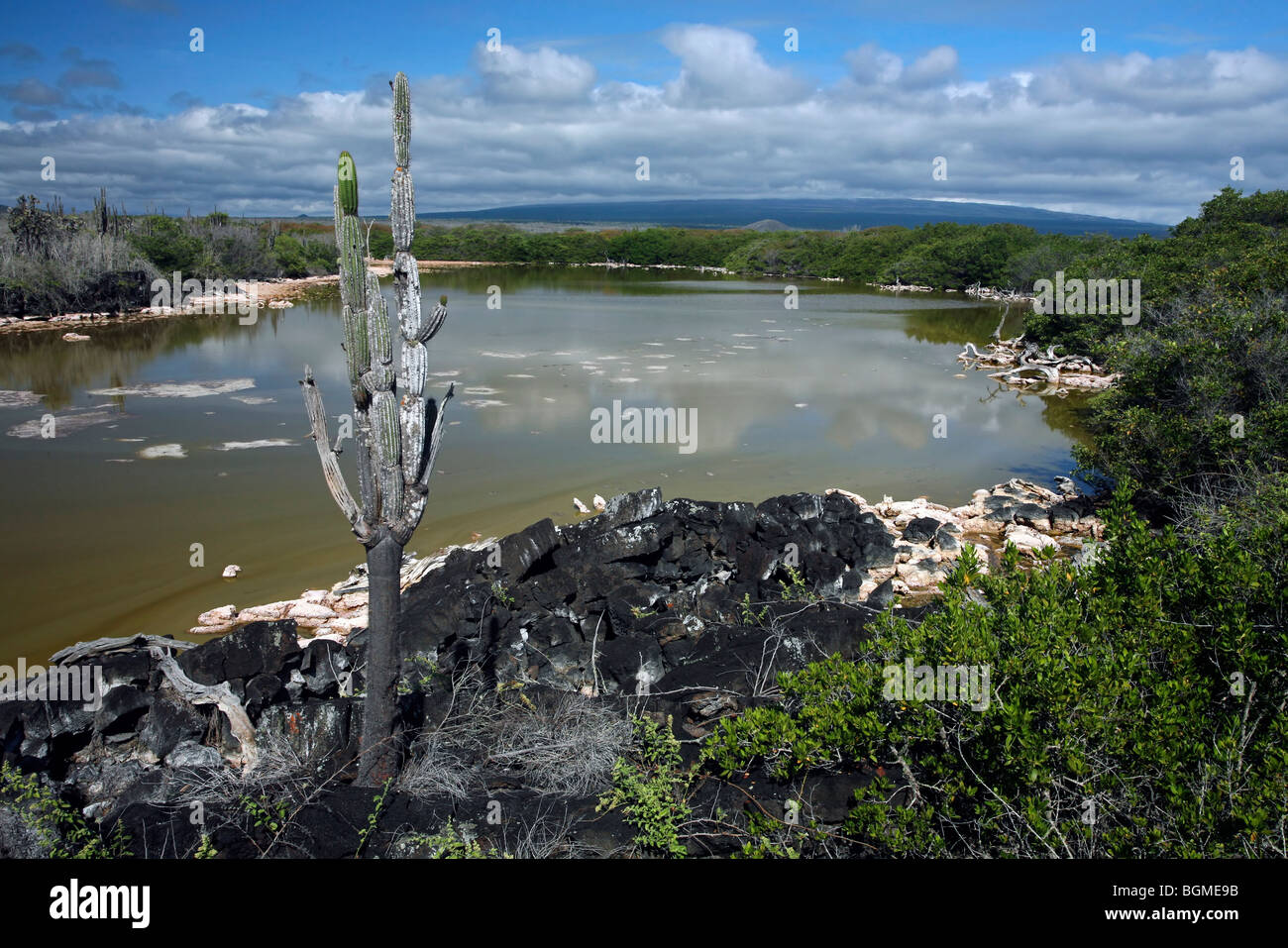Flachwasser der Binnensee mit hoher Konzentration von Bakterien auf der Insel Isabela, Galápagos-Inseln, Ecuador Stockfoto Flachwasser der Binnensee mit hoher Konzentration von Bakterien auf der Insel Isabela, Galápagos-Inseln, Ecuador Stockfoto