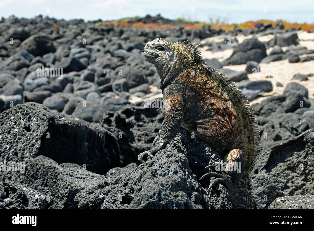 Marine Iguana (Amblyrhynchus Cristatus), Sonnenbaden, Isabela Island, Galápagos-Inseln, Ecuador, Lateinamerika Stockfoto Marine Iguana (Amblyrhynchus Cristatus), Sonnenbaden, Isabela Island, Galápagos-Inseln, Ecuador, Lateinamerika Stockfoto