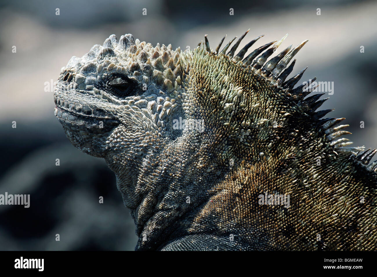 Marine Iguana (Amblyrhynchus Cristatus) auf Felsen entlang der Küste, Insel Isabela, Galápagos-Inseln, Ecuador, Lateinamerika Stockfoto