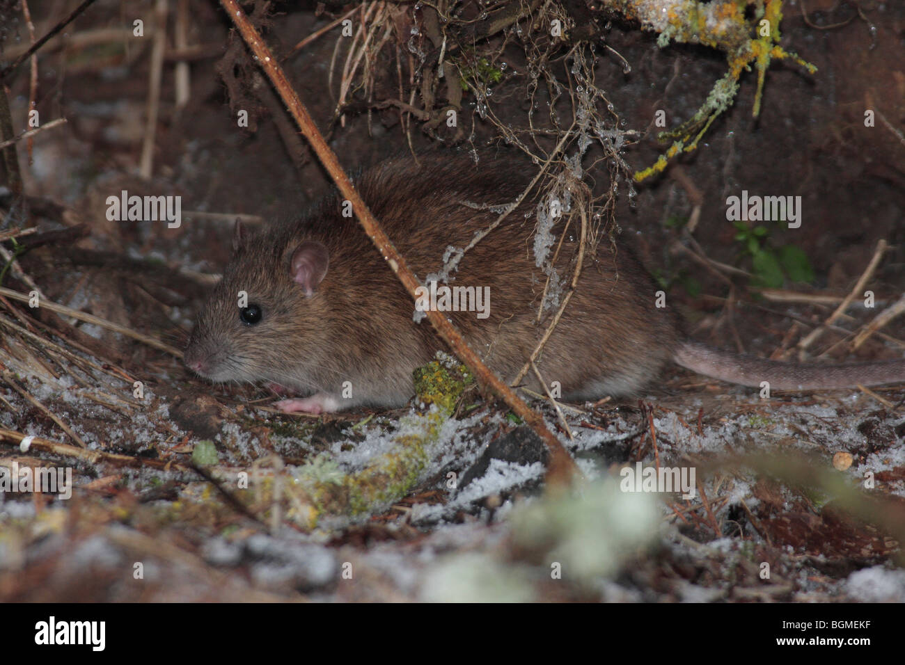 Braune Ratte Stockfoto
