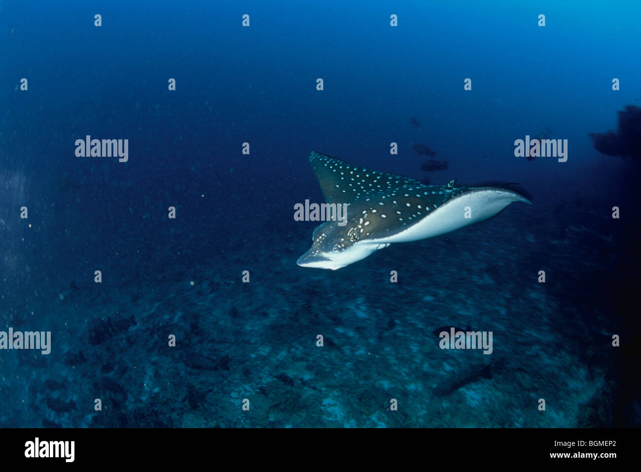 Runde ray Schwimmen von Ufer, Malediven Stockfoto