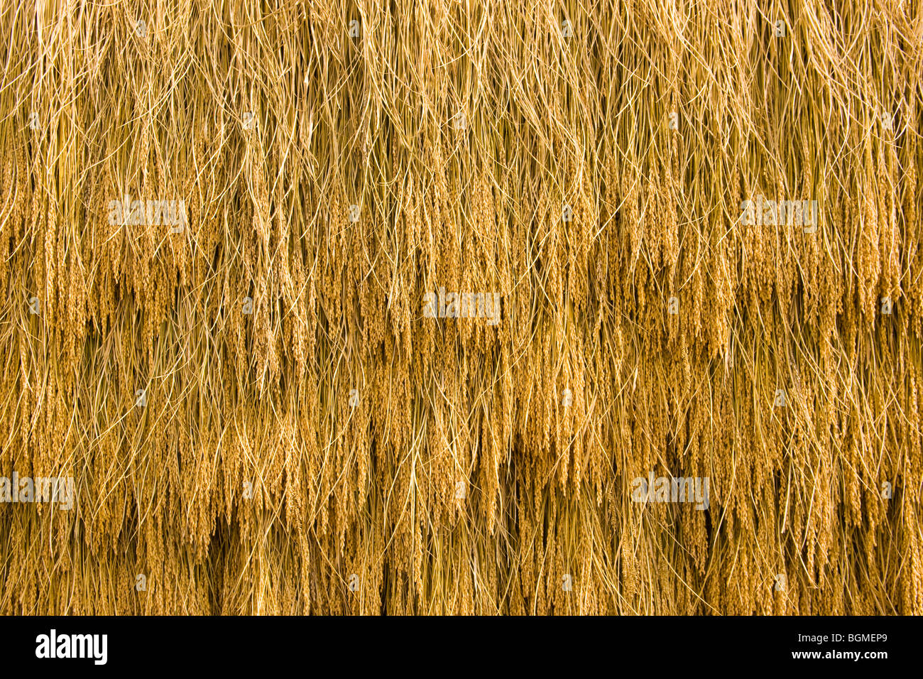 Ohren von Reis aufgehängt zum trocknen Stockfoto