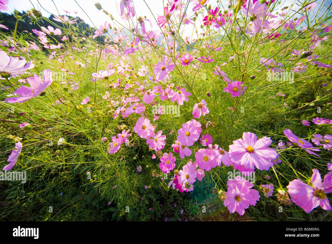 Cosmos Blumen Stockfoto