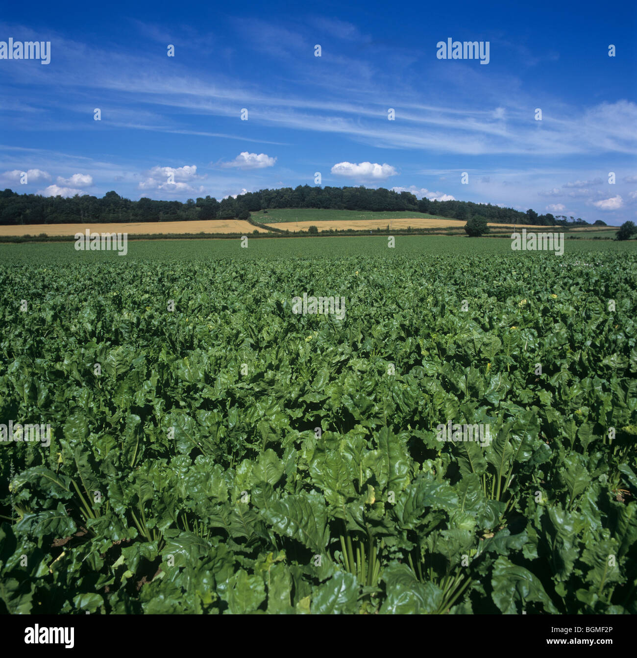 Gute Reifen Zuckerrüben-Ernte an einem feinen Sommertag, Somerset Stockfoto