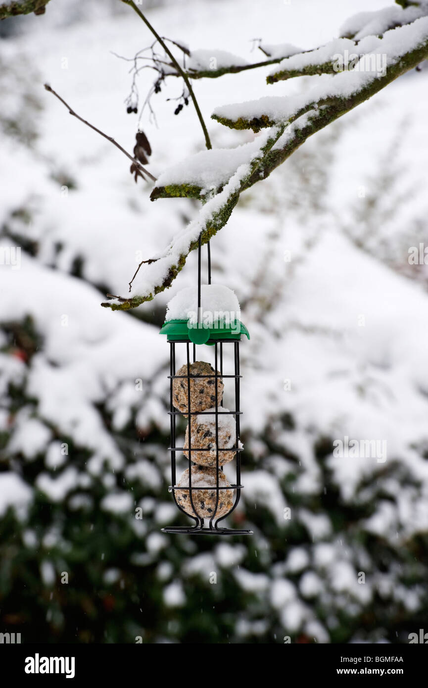Vogel Essen Meisenknödeln in ein Futterhäuschen für Vögel im Winterschnee Stockfoto