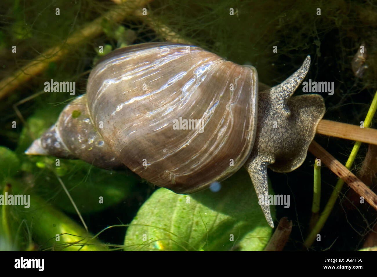 Great pond snail Fotos und Bildmaterial in hoher Auflösung Alamy