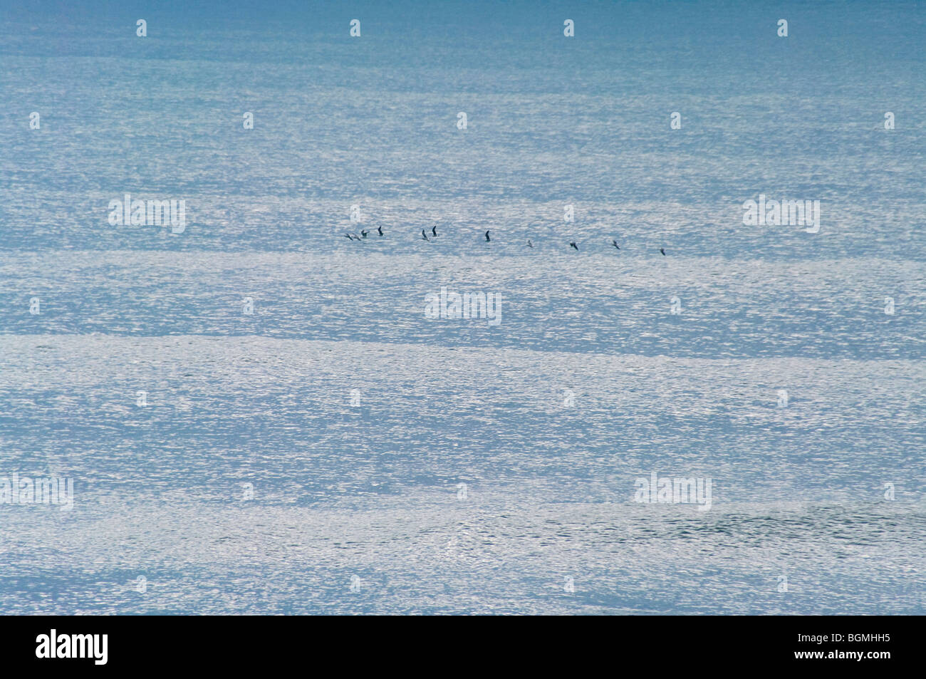 Möwen fliegen über dem Meer. Oarai, oarai-machi, die Präfektur Ibaraki, Japan Stockfoto