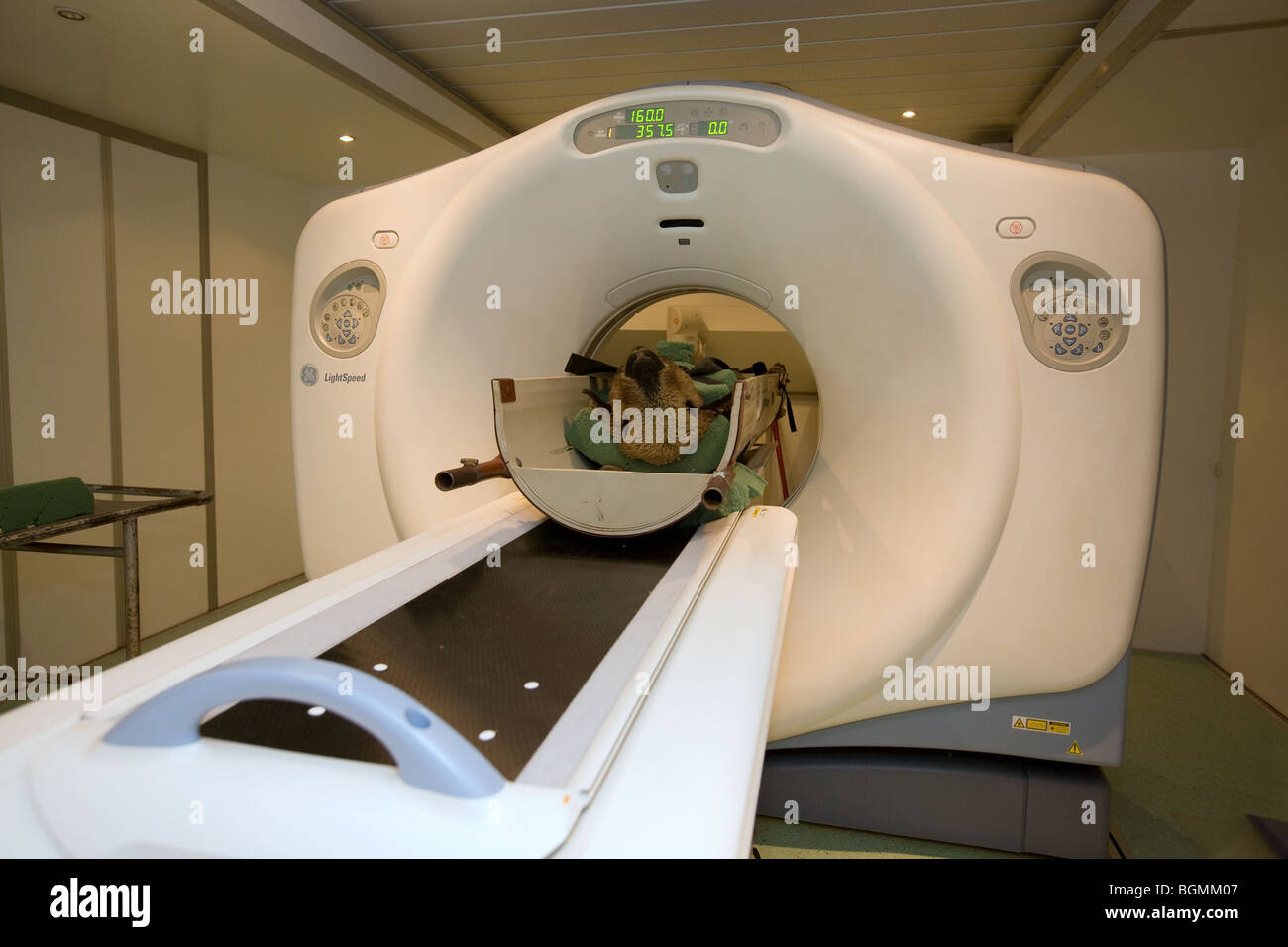 Ein Schaf in einem MRI-Scanner Stockfoto
