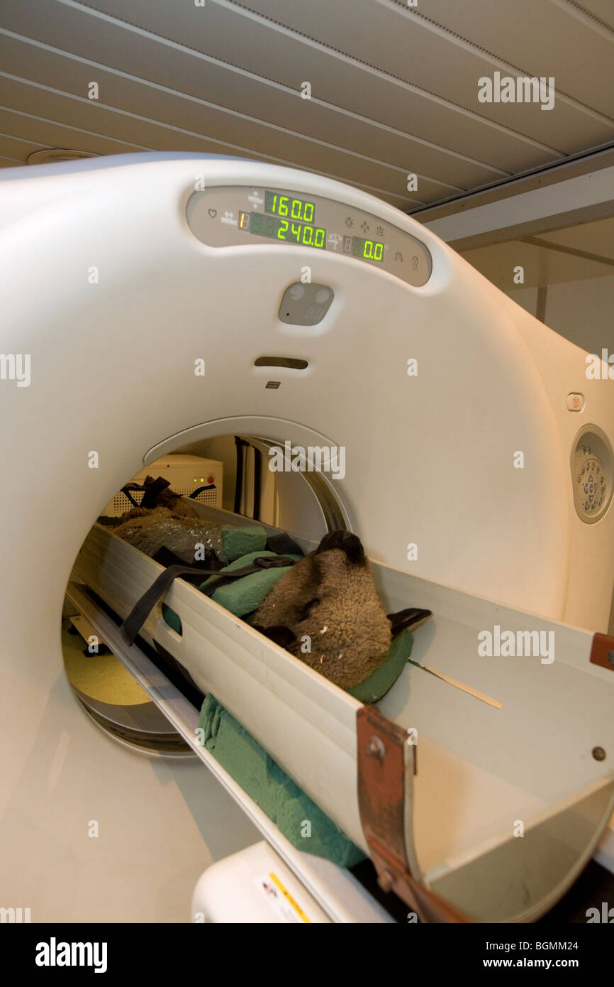 Ein Schaf in einem MRI-Scanner Stockfoto