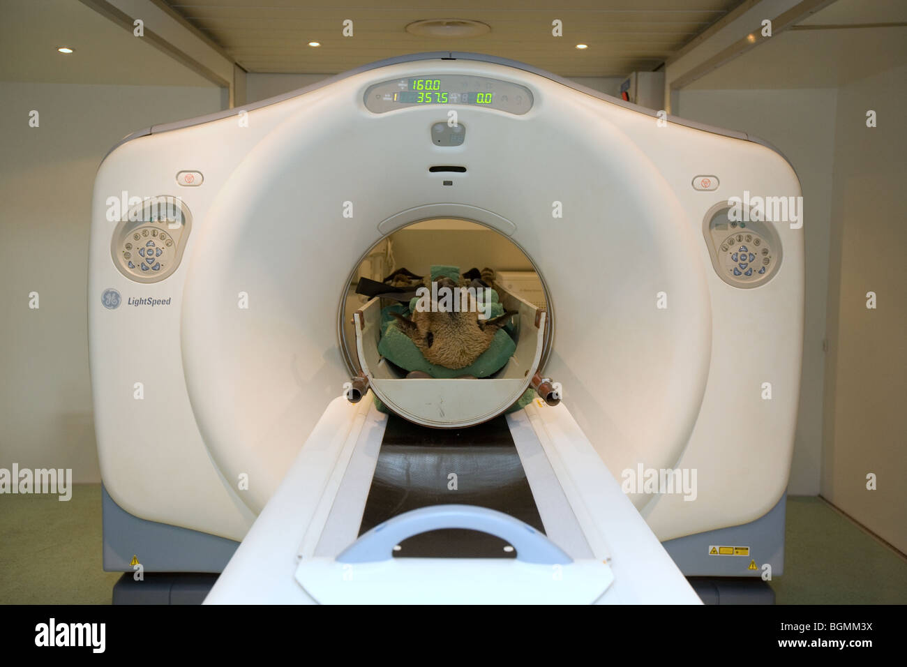 Ein Schaf in einem MRI-Scanner Stockfoto