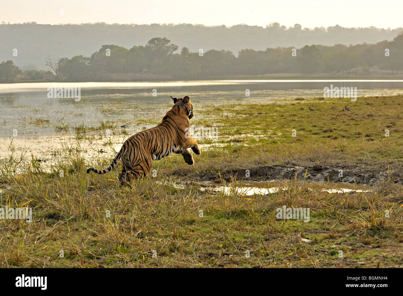 Tiger springen über eine Wasserstelle in Ranthambhore National Park bei Sonnenuntergang Stockfoto