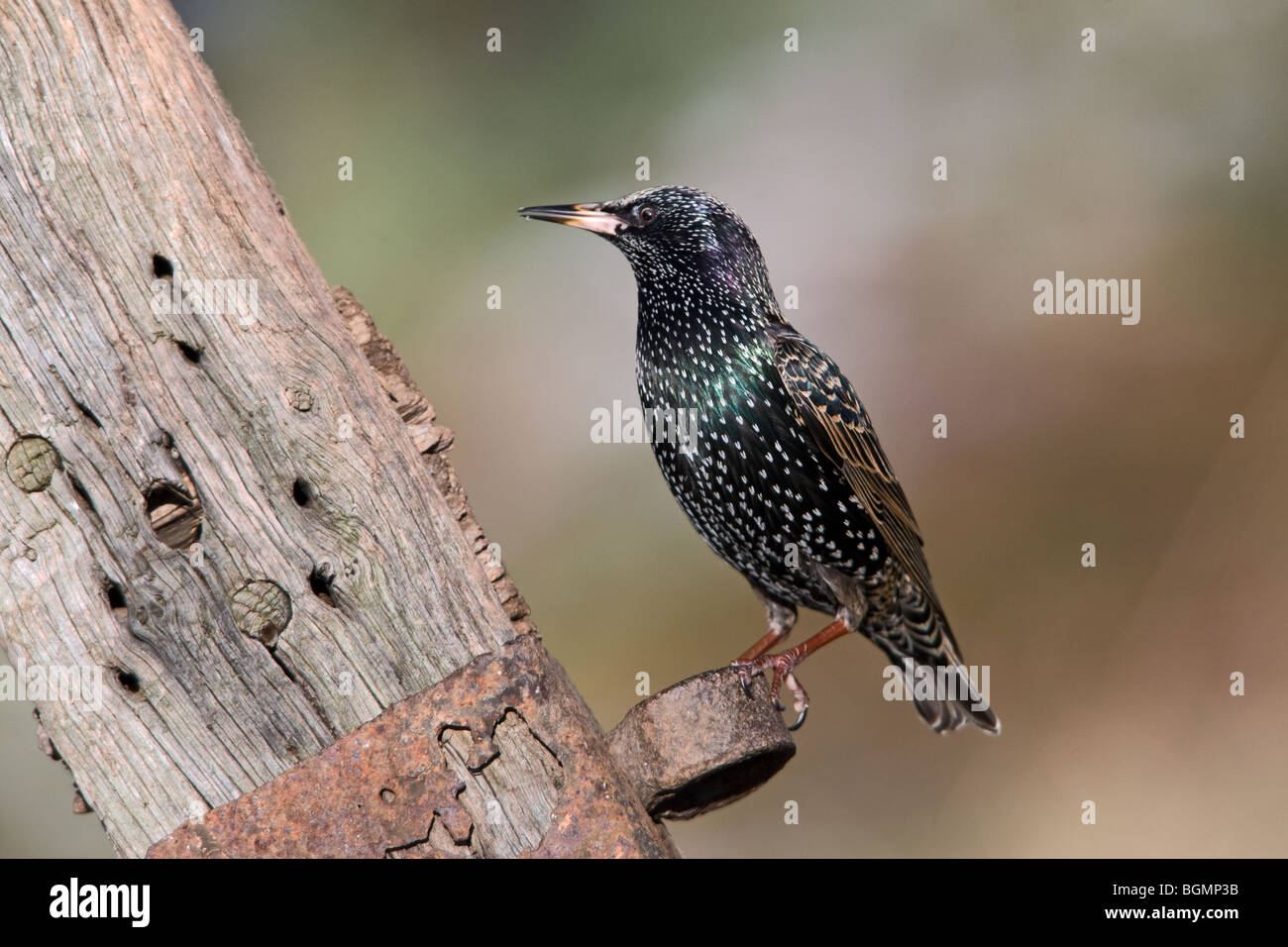 Gemeinsamen Starling Sturnus Vulgaris thront auf einem alten Tor-post Stockfoto