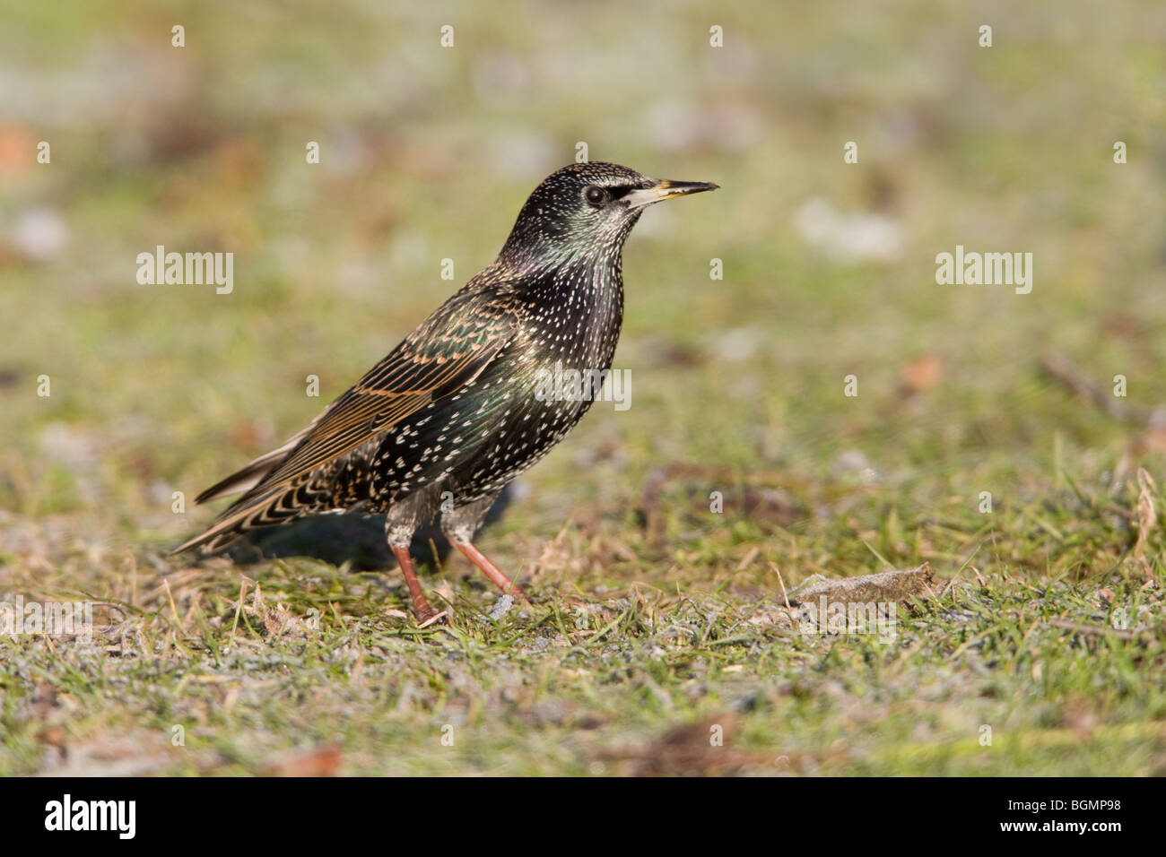 Gemeinsamen Starling Sturnus Vulgaris thront auf dem Boden Stockfoto