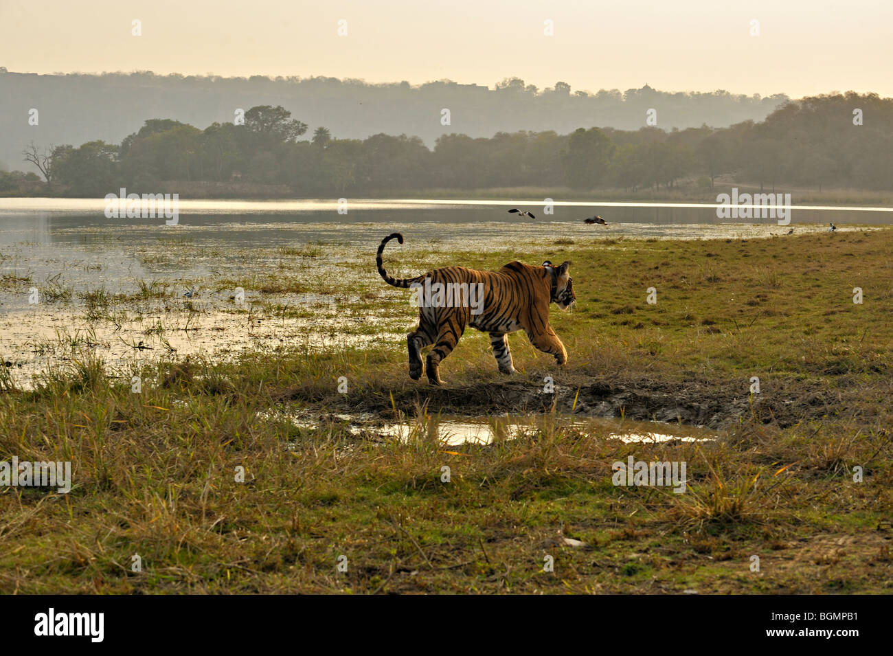 Tiger springen über eine Wasserstelle in Ranthambhore National Park bei Sonnenuntergang Stockfoto