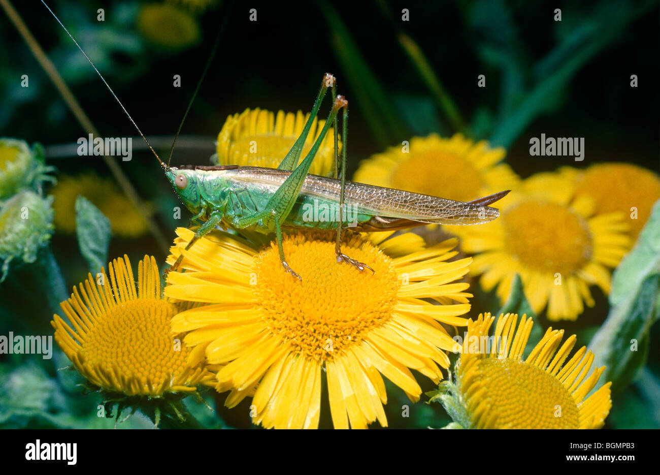 Lange-winged Conehead weiblich (Conocephalus verfärben: Tettigoniidae) auf gelbes Berufkraut UK Stockfoto