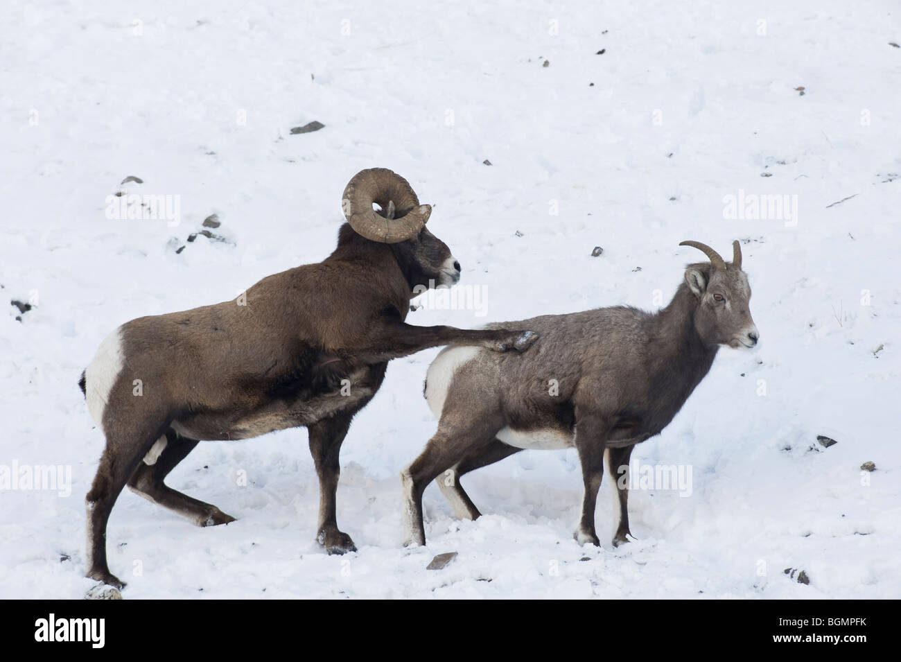 Zwei Bighorn Schafe auf dem Schnee bedeckt Hang in Jasper Nationalpark Alberta Kanada Stockfoto