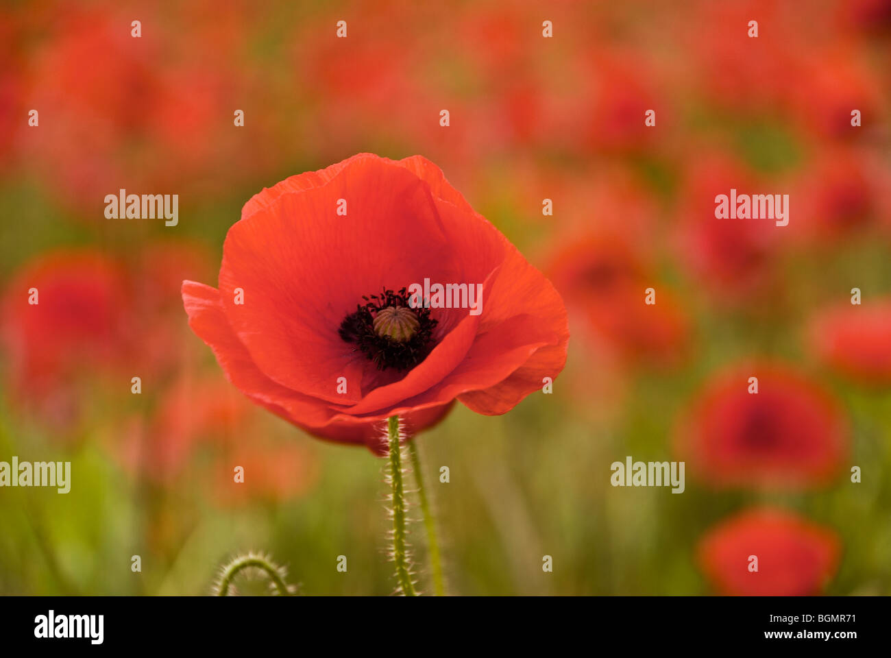 Einzelne Mohn in einem Feld in der Nähe von Foxton Cambridge aufgenommen im Juni Stockfoto