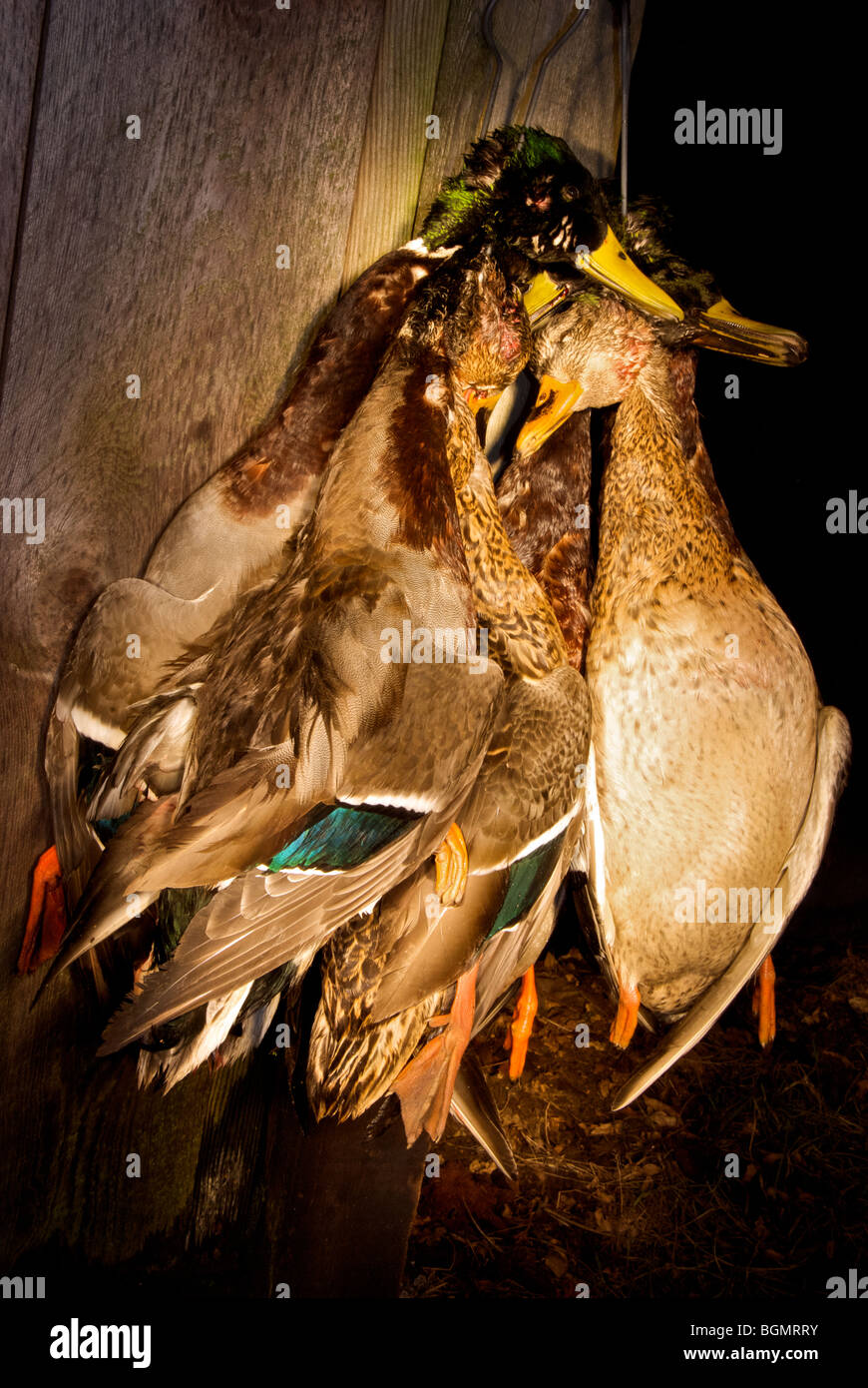 Gejagt von Toten Federwild Stockente Erpel und Weibchen Stockfoto