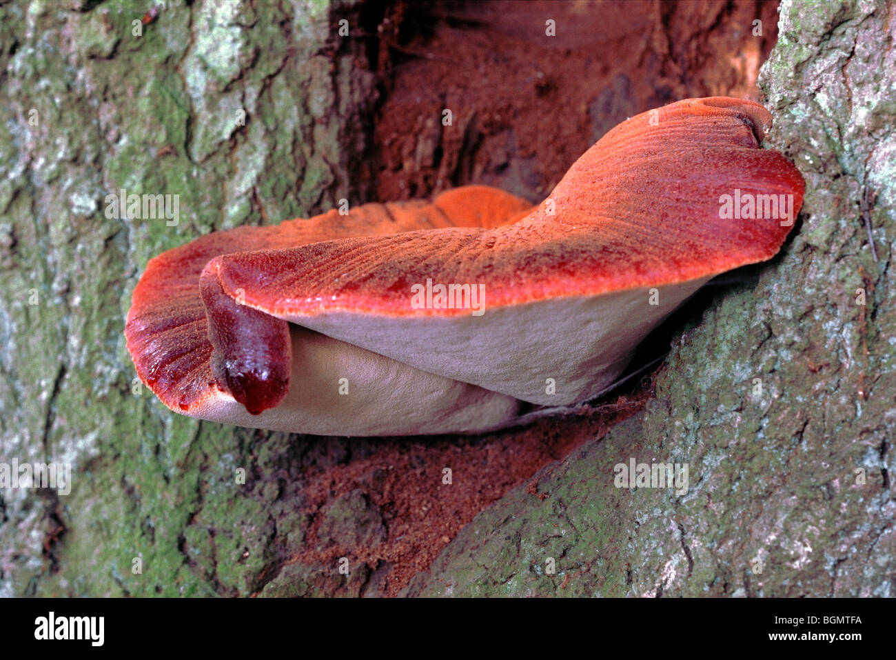 Beefsteak-Pilz / Beefsteak Polypore / Ochsenzunge (Fistulina Hepatica) wächst auf Baumstamm Stockfoto