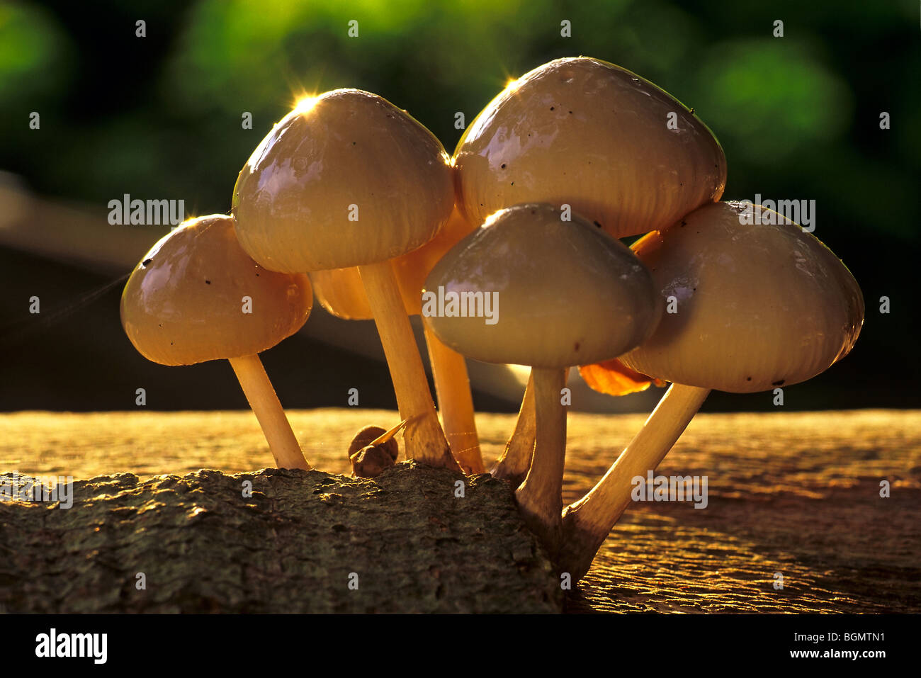 Porzellan-Pilz (Oudemansiella Mucida) auf gefallenen Buche Stockfoto