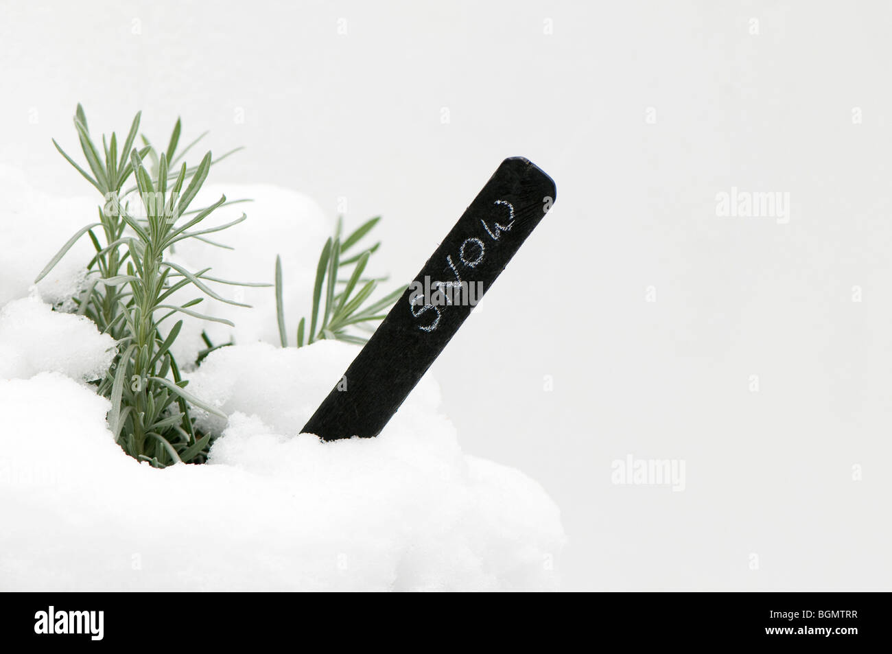 Lavendel Angustifolia im Schnee mit 'Schnee' Pflanze label Stockfoto