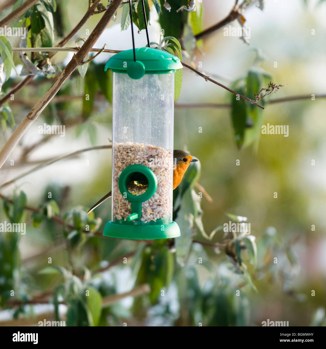 Robin, Erithacus Rubecula, auf ein Futterhäuschen für Samen im winter Stockfoto