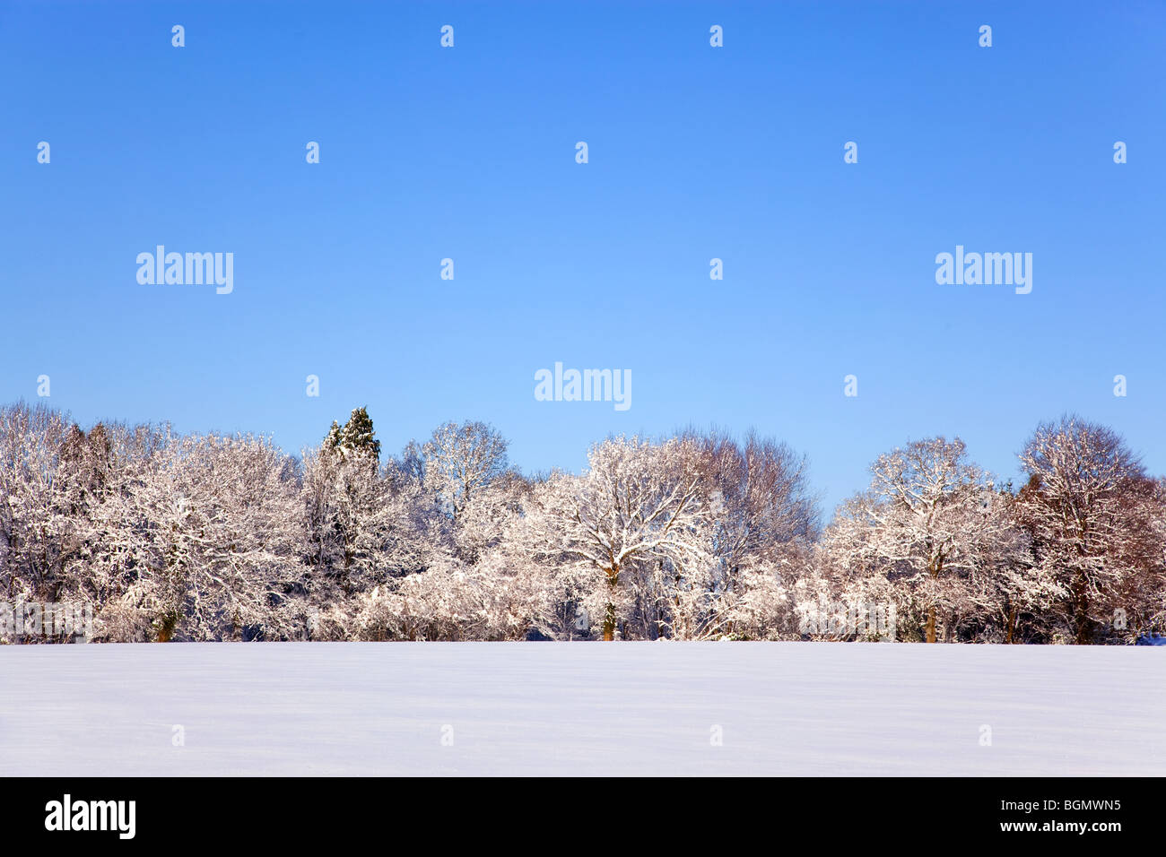 Landschaftsfoto aus einem Feld und Bäume bedeckt im frischen Schnee mit einem klaren blauen Himmel. Stockfoto
