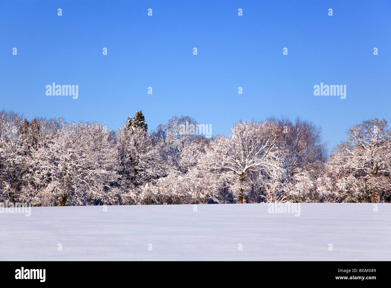 Landschaftsfoto aus einem Feld und Bäume bedeckt im frischen Schnee mit einem klaren blauen Himmel. Stockfoto