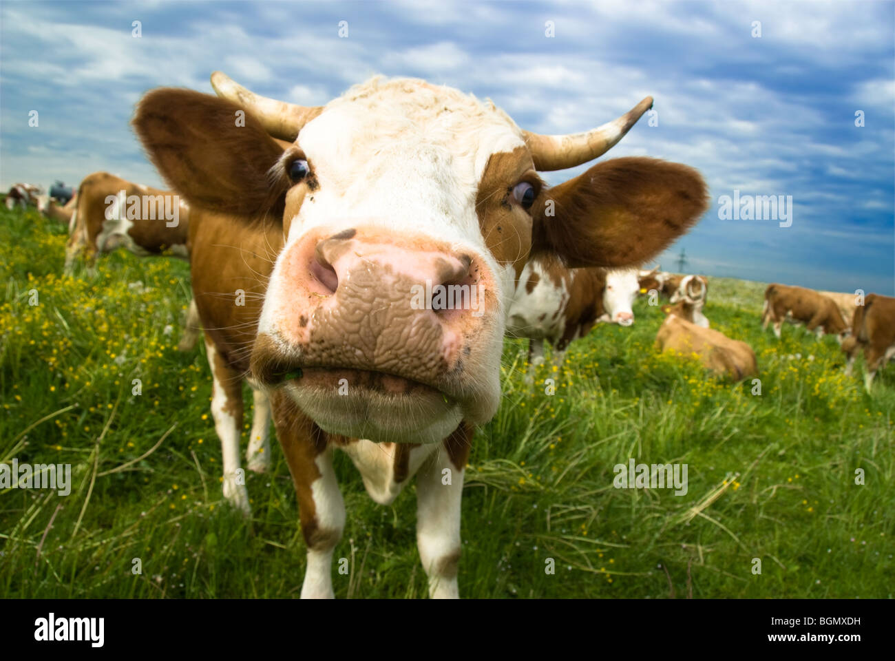 eine Kuh, die Begrünung auf dem Feld, auf der Suche, der Fotograf Stockfoto