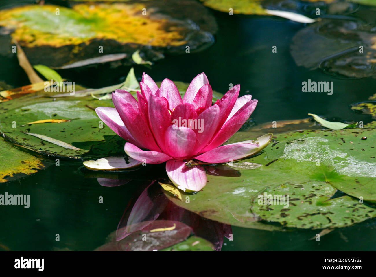 Seerose (Nymphaea SP.) in Blüte im Teich, Frankreich Stockfoto
