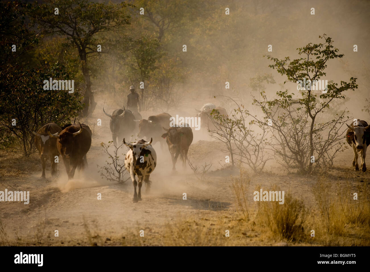 Treiben des Viehs, in der Nähe von Opuwo, Norden Namibias Stockfoto