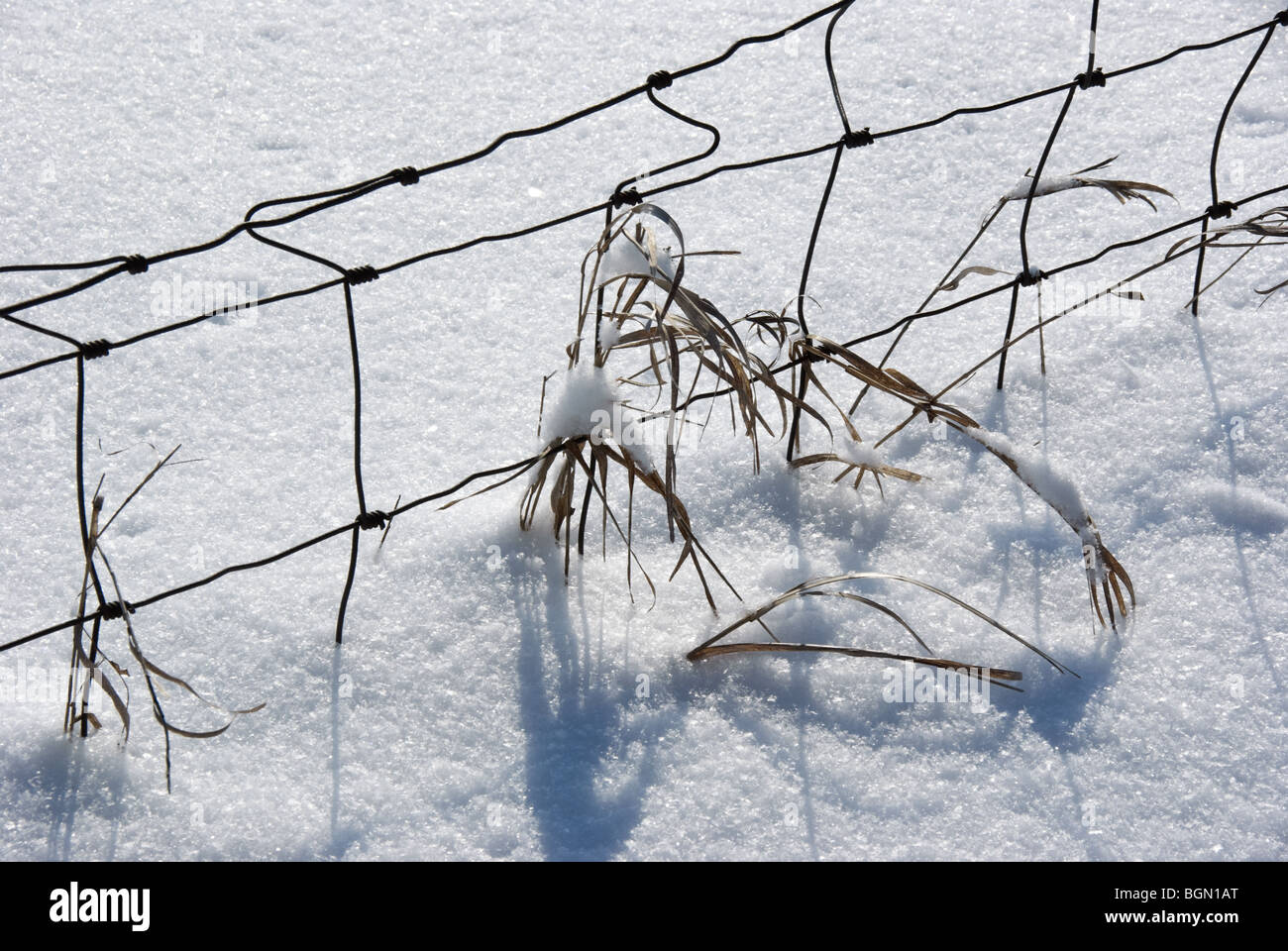 Neuschnee auf letzten Sommer Rasen in einem Zaun Stockfoto