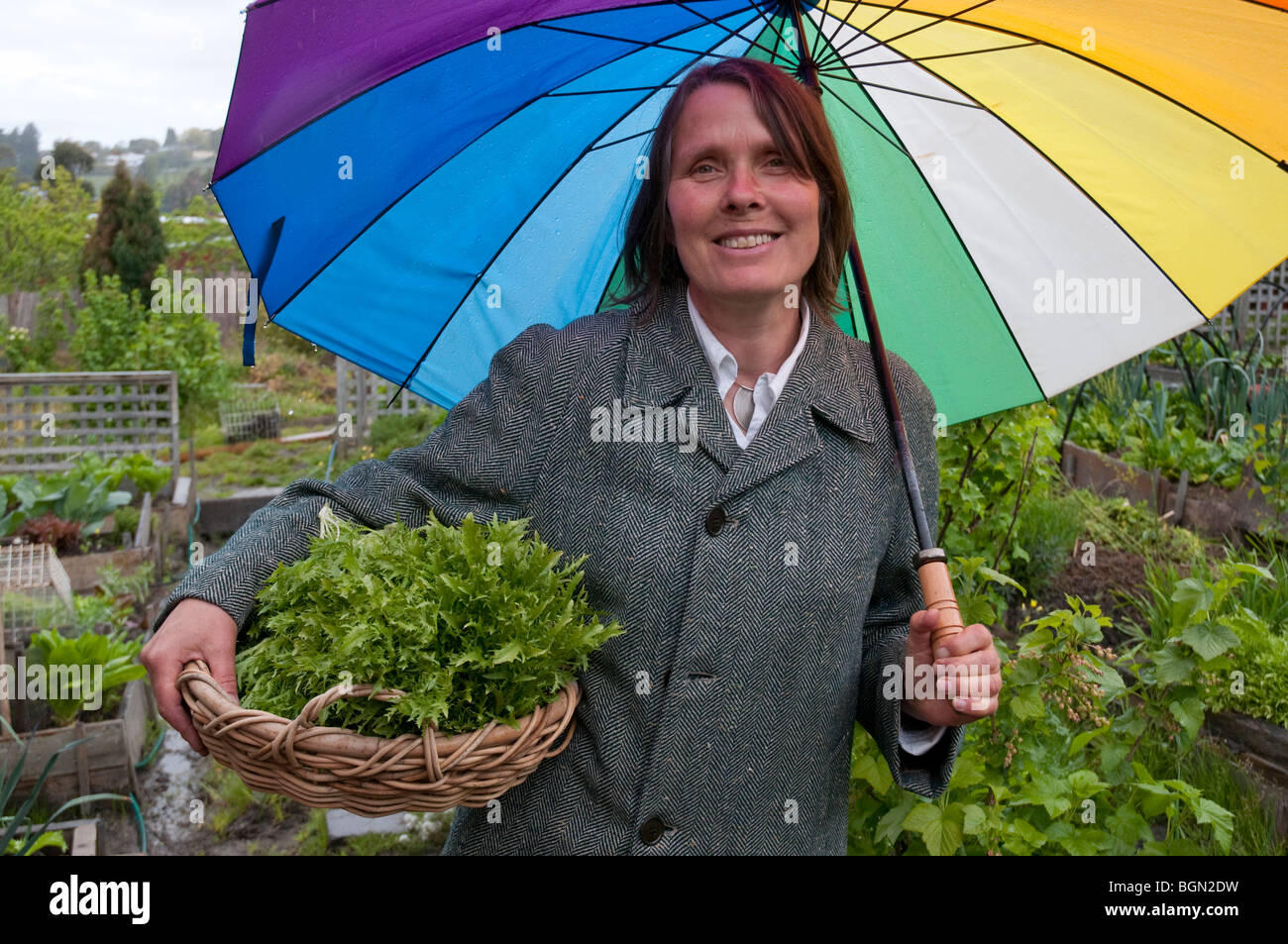 Eine warm gekleidete reife Frau sammelt an einem regnerischen Herbsttag Salat und Kräuter aus dem Garten mit einem Korb und einem bunten Regenschirm Stockfoto