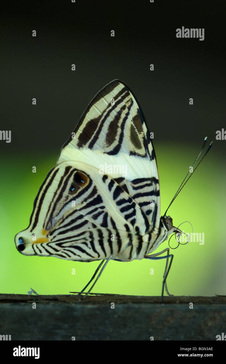 Zebra Mosaik Schmetterling (Colobura Dirce), Costa Rica Stockfoto