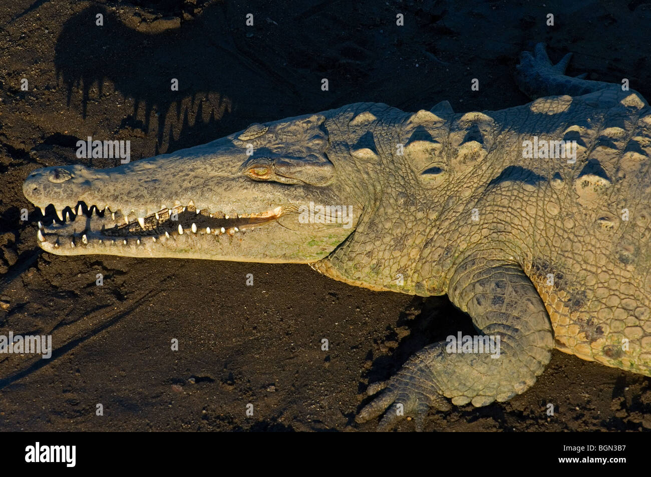 Amerikanisches Krokodil (Crocodylus Acutus) Ruhe am Ufer des Flusses zeigt große Schnauze und Zähne, Carara Nationalpark, Costa Rica Stockfoto