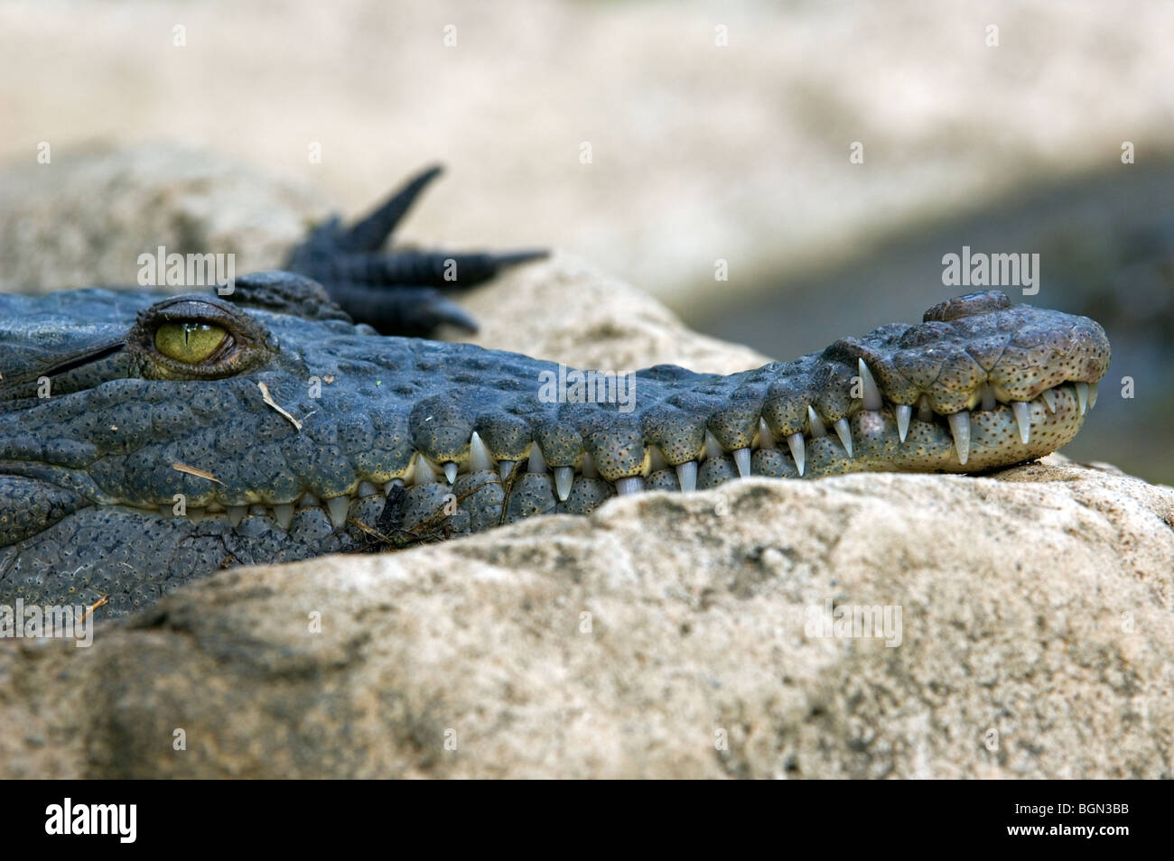 Amerikanisches Krokodil (Crocodylus Acutus) Großaufnahme zeigt große Schnauze und Zähne, Costa Rica Stockfoto