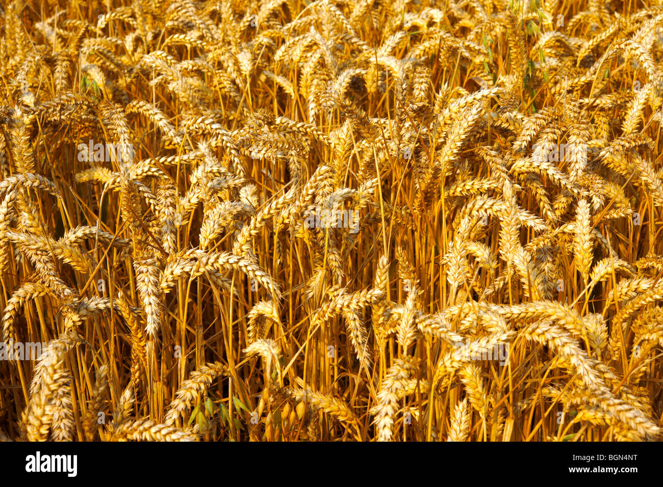 Reife Weizen (Mais) in einer eingereichten bereit zur Ernte Stockfoto