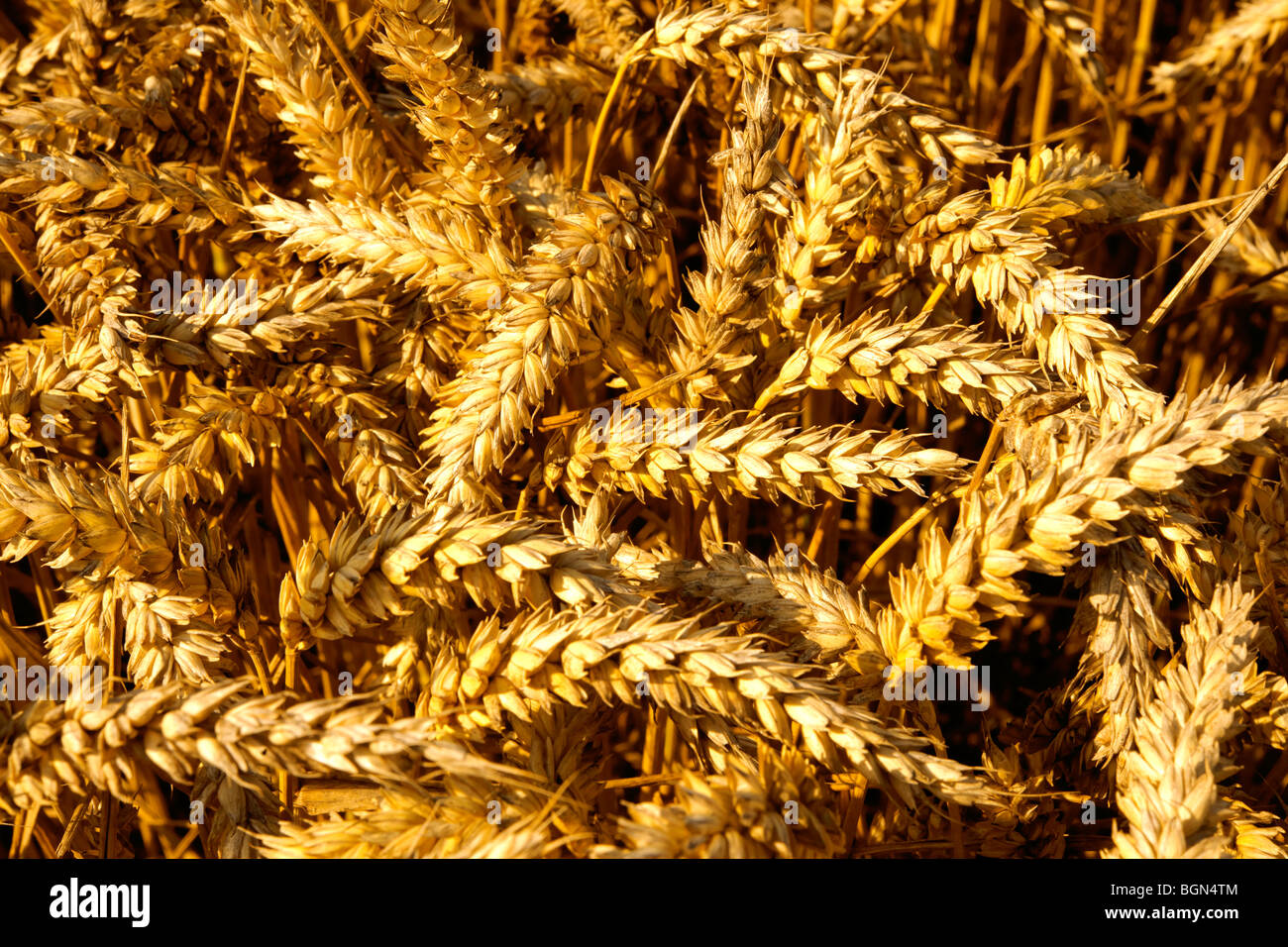 Reife Weizen (Mais) in einer eingereichten bereit zur Ernte Stockfoto