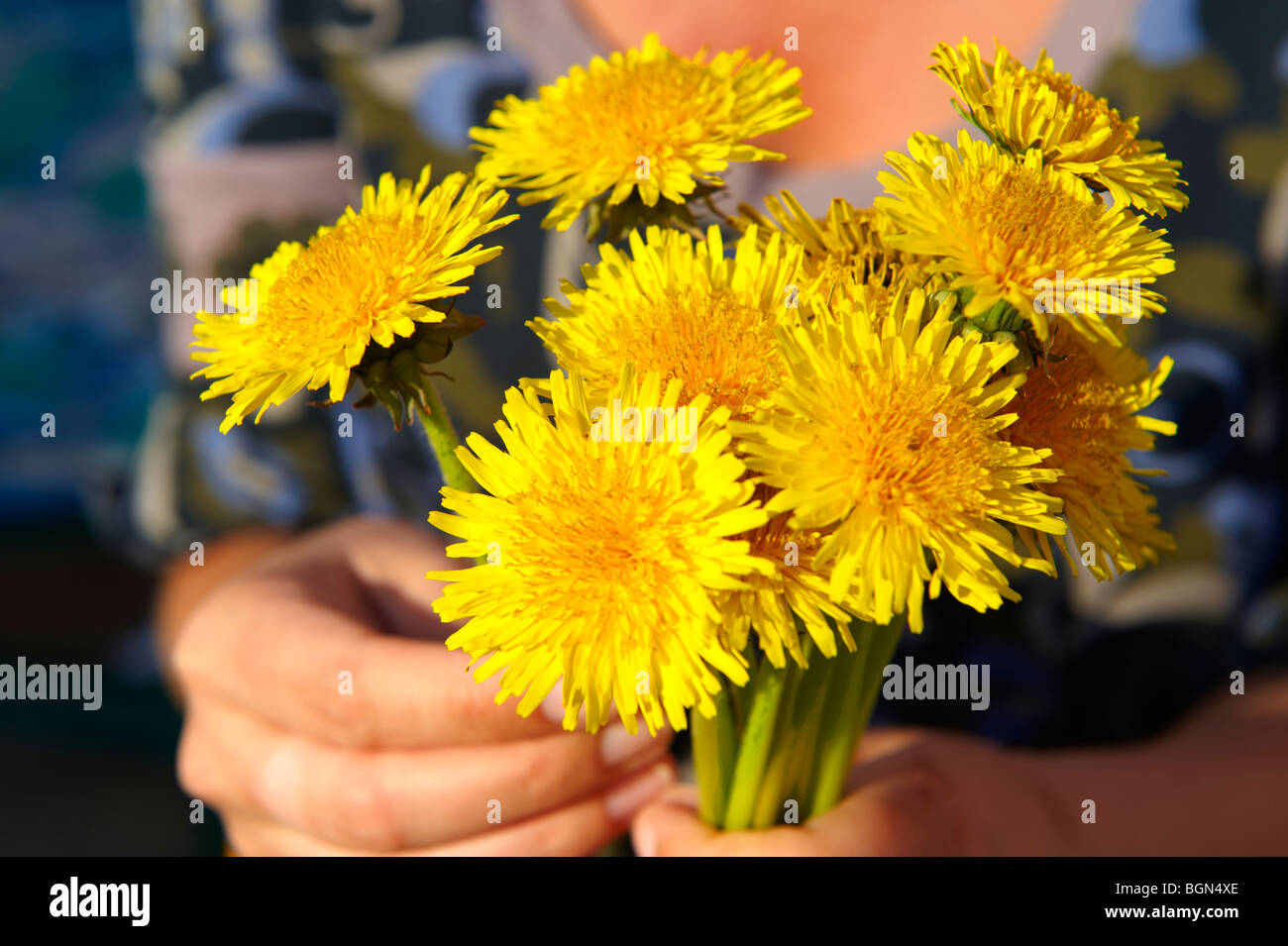 Reihe von Löwenzahn gepflückt im späten Frühjahr Stockfoto